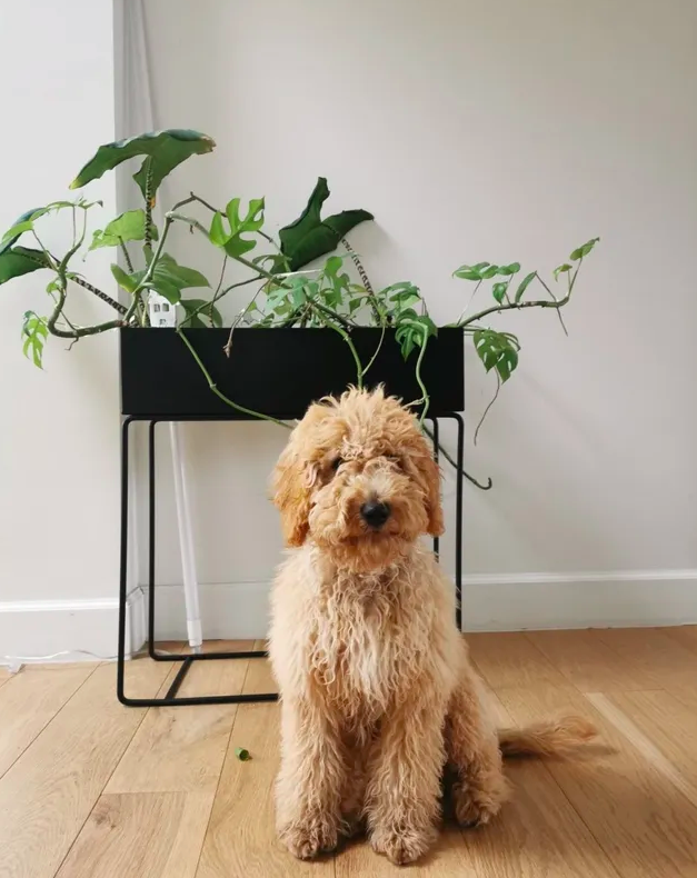 Ящик для рослин чорного кольору  від Ferm Living